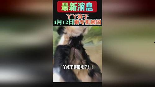 熊猫yy最新爆料消息,揭秘娱乐圈最新动态